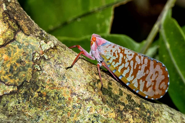 Bug Hemiptera Sekonyer River Tanjung Puting National Park Kalimantan Borneo — Zdjęcie stockowe