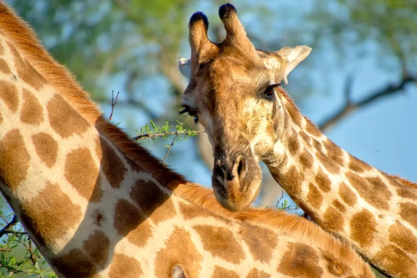 Giraffa Giraffa Camelopardis Kruger National Park Sudafrica Africa — Foto Stock