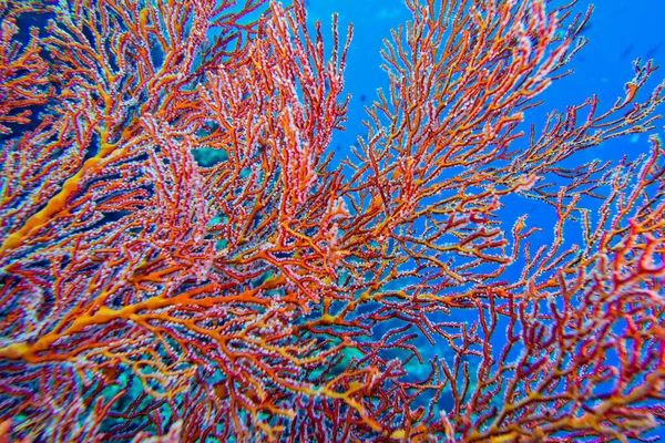 Sea Fan, Sea Whips, Gorgonian, Coral Reef, Bunaken National Marine Park, Bunaken, North Sulawesi, Indonesia, Asia