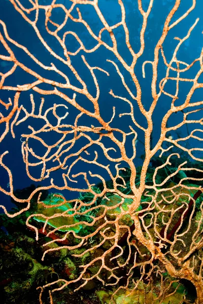 Gorgonian Sea Fan Sea Whips Coral Reef Karibské Moře Playa — Stock fotografie
