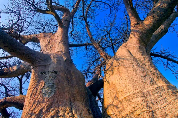 Baobab Tree Adansonia Digitata Chobe National Park Botswana Afrique — Photo