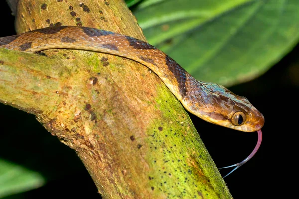 Mapepire Corde Violon Blunthead Tree Snake Imantodes Cenchoa Tropical Rainforest —  Fotos de Stock