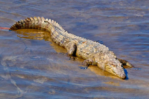 Krokodil Crocodylus Palustris Wetlands Nationaal Park Royal Bardia Nationaal Park — Stockfoto