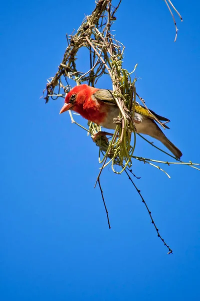 Redheaded Weaver Anaplectes Melanotis Kruger National Park South Africa Africa — Stock Photo, Image