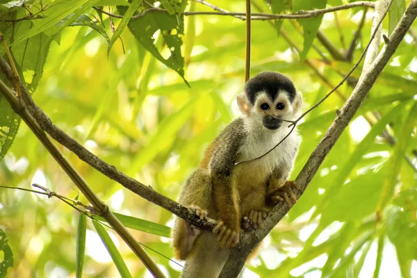 Mittelamerikanisches Eichhörnchen Saimiri Oerstedii Tropischer Regenwald Corcovado Nationalpark Osa Schutzgebiet — Stockfoto