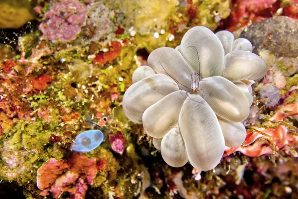 Coral Commensal Shrimp, Bubble Coral Shrimp, Vir philippinensis, Bubble Coral, Stony Coral, Plerogyra sinuosa, Bunaken National Marine Park, Bunaken, North Sulawesi, Indonesia, Asia