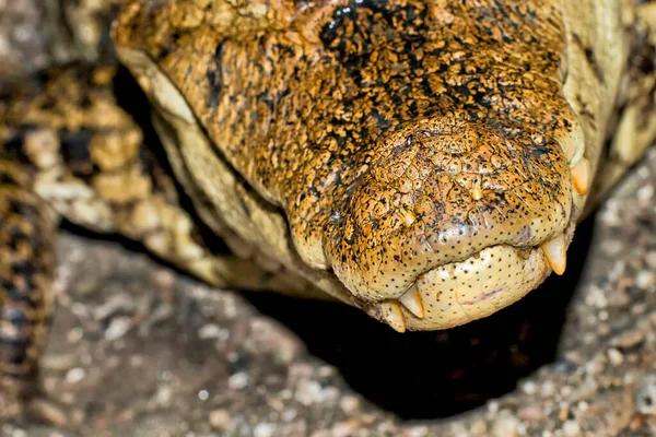 Skvostný Caiman White Caiman Common Caiman Caiman Crocodilus Tropical Rainforest — Stock fotografie