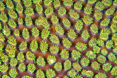 Boulder Coral, Reef Building Coral, Stony Coral, Branching Coral, Lembeh, North Sulawesi, Endonezya, Asya