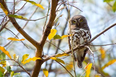 İnci Benekli Baykuş, Glaucidium Perlatum, Okavango Delta, UNESCO Dünya Mirası Alanı, Ramsar Wetland, Botswana, Afrika