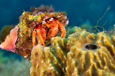 Büyük keşiş, Dardanus sp., Cabo Cope Puntas del Canegre Doğal Parkı, Akdeniz, Murcia, İspanya, Avrupa