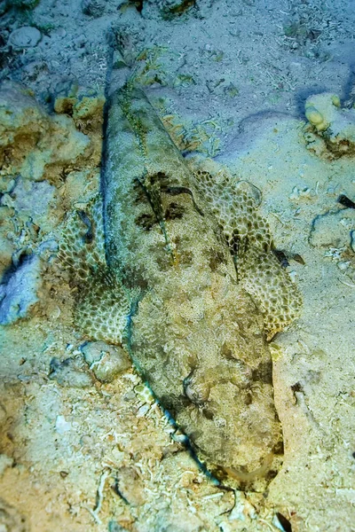 Cocodrilenfische Korallenriffe Rotes Meer Ägypten Afrika — Stockfoto