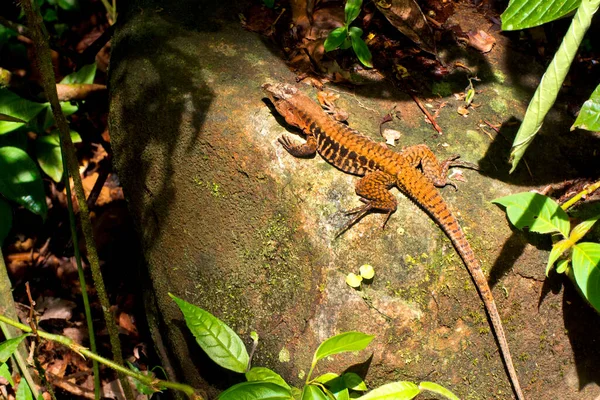 Regenbogen Ameiva Barred Whiptail Ameiva Undulata Eidechse Tropischer Regenwald Marino — Stockfoto