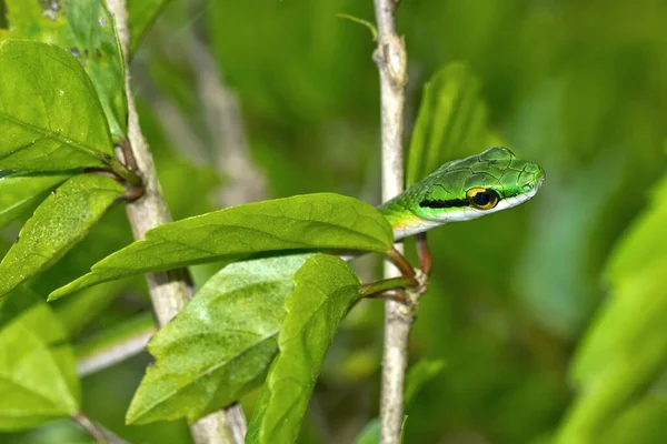 Serpente Pappagallo Serpente Pappagallo Satinato Leptophis Depressirostris Foresta Pluviale Tropicale — Foto Stock