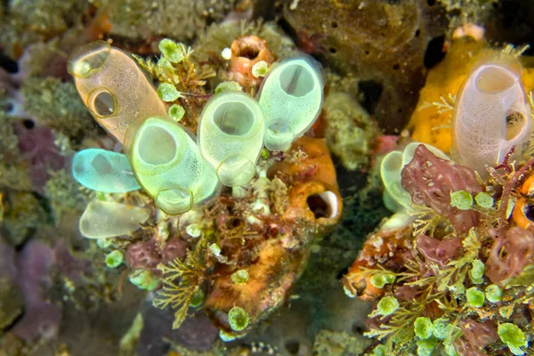 Ascidia Tunicates Clavelina Robusta Coral Reef Org North Sulawesi Indonesia — 图库照片