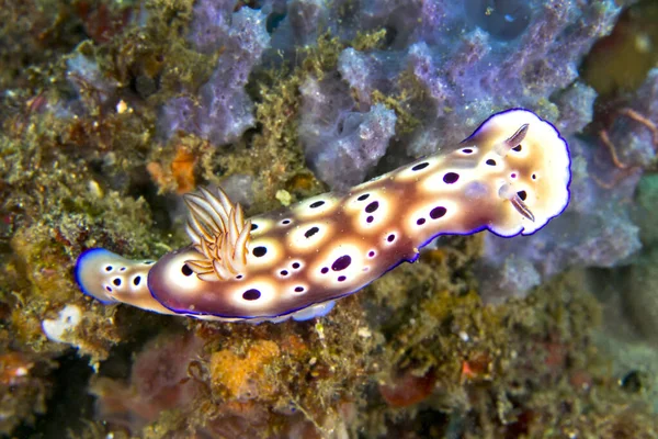 Meeresschnecke Dorid Nacktschnecke Tryon Risbecia Risbecia Tryoni Korallenriff Lembeh Nordsulawesi — Stockfoto