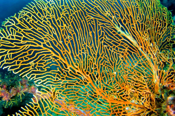 Ventilador Mar Chicotes Mar Gorgoniano Recife Coral Lembeh Sulawesi Norte — Fotografia de Stock
