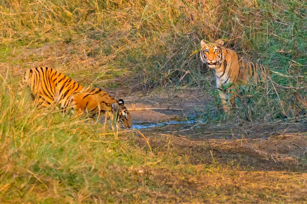 Бенгальский тигр, Panthera tigris tigris, Национальный парк Королевская Бардия, Национальный парк Бардия, Непал, Аси