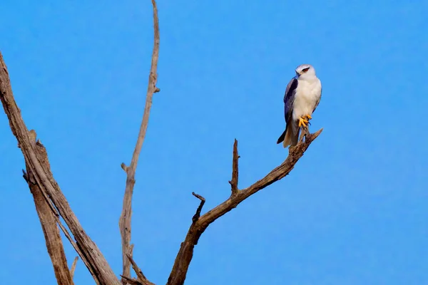 Schwarzmilan Elanus Caeruleus Royal Bardia National Park Bardiya National Park — Stockfoto