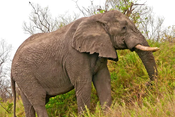 Elefante Loxodonta Africana Parque Nacional Kruger Sudáfrica África — Foto de Stock