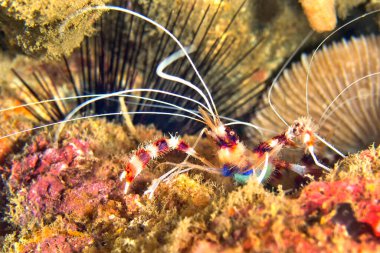 Banded Coral Shrimp, Boxer Shrimp, Stenopus hispidus, Lembeh, North Sulawesi, Endonezya, Asya