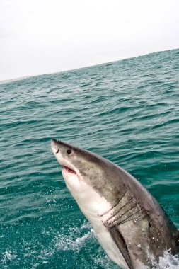 Büyük Beyaz Köpekbalığı, Carcharodon Carcharias, Gansbaai, Batı Burnu, Güney Afrika, Afrika