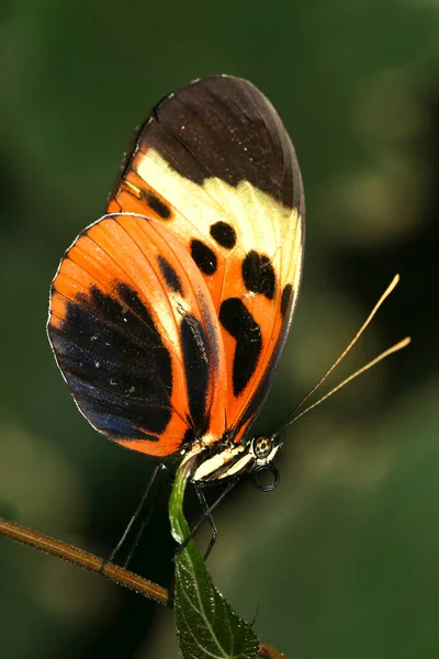 Motyl Tropikalny Las Tropikalny Dorzecze Napo Amazonia Ekwador Ameryka — Zdjęcie stockowe