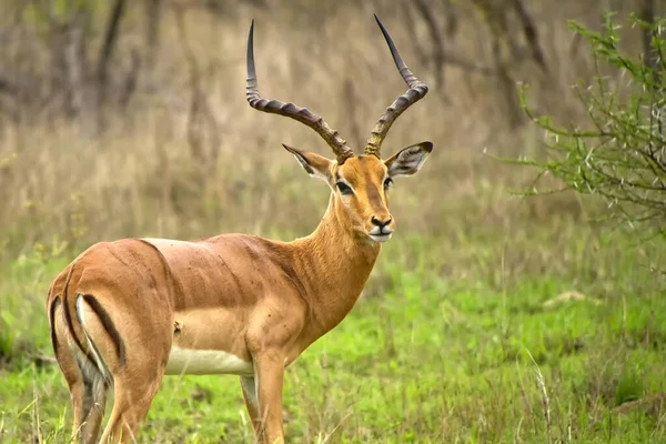 Impala Aepyceros Melampus Melampus Kruger National Park África Sul África — Fotografia de Stock