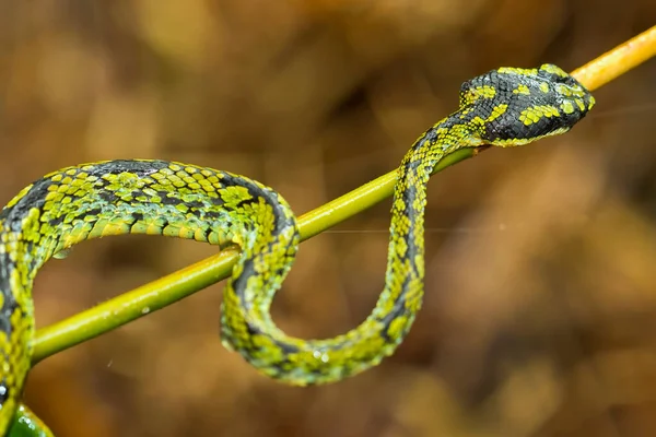 Viper Green Pit Sri Lanka Trimeresurus Trigonocephalus Sinharaja National Park — Foto de Stock