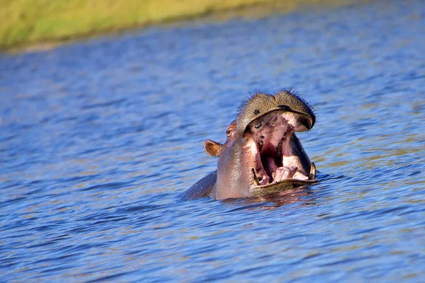 Ιπποπόταμος Hippopotamus Amphibius Chobe River Chobe National Park Μποτσουάνα Αφρική — Φωτογραφία Αρχείου