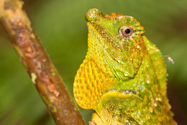 Hump Nosed Lizard Lyriocephalus Scutatus Sinharaja National Park Rain Forest — 스톡 사진