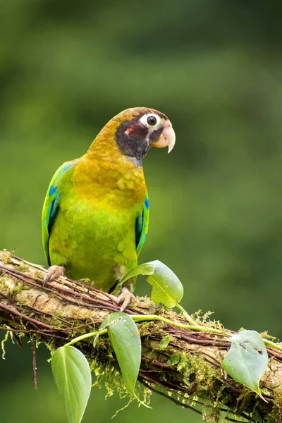 Попугай Коричневом Капюшоне Pionopsitta Haematotis Тропический Тропический Лес Коста Рика — стоковое фото