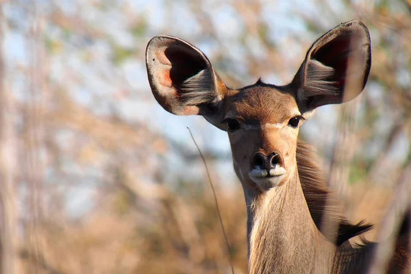 Kudu Tragelaphus Strepsiceros Parc National Chobe Botswana Afrique — Photo
