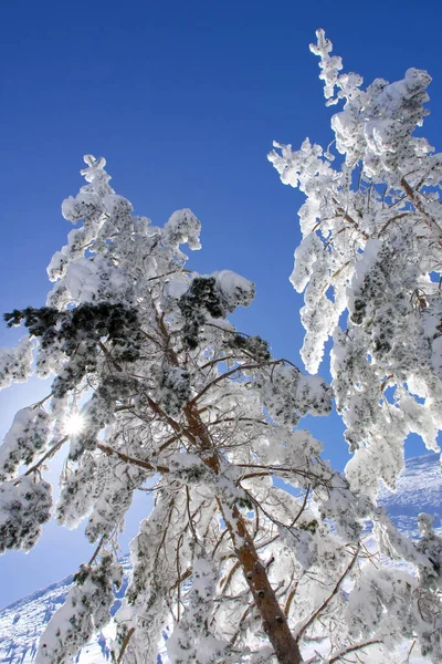 Scot Pine Forest Sierra Guadarrama National Park Segovia Castile Leon — Φωτογραφία Αρχείου