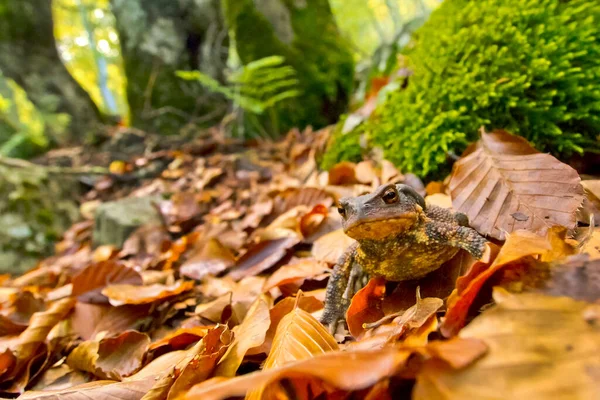 Rospo Europeo Rospo Comune Bufo Bufo Foresta Faggio Hayedo Pedrosa — Foto Stock