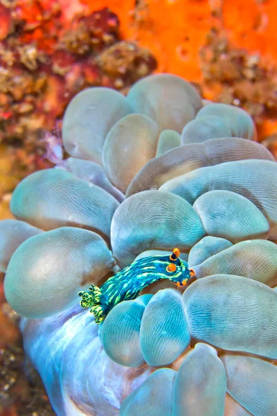 Sea Slug Dorid Nudibranch Kubaryana Nembrotha Nembrotha Kubaryana Coral Reef — 图库照片