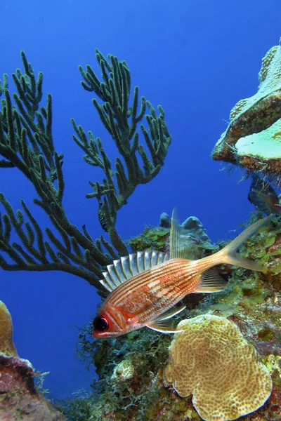 Ardilla Lomo Largo Holocentrus Rufus Arrecife Coral Mar Caribe Playa — Foto de Stock