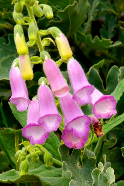 紫のフォックスグローブ 女性の手袋 Digitalis Purpurea Sierra Guadarrama National Park Segovia Castile — ストック写真