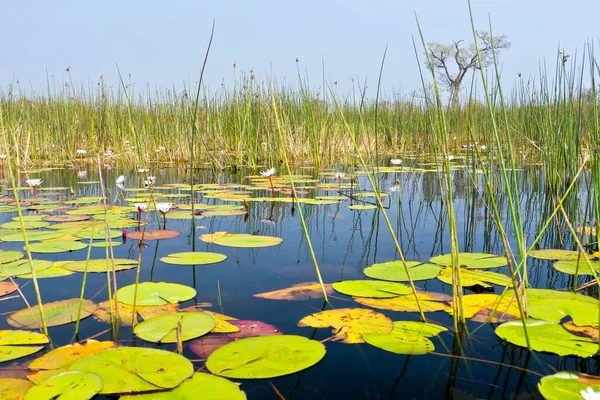 Okavango Wetlands Okavango Delta Unesco World Heritage Site Ramsar Wetland — 스톡 사진