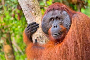 Orangutan, Pongo pigmaeus, Tanjung Puting Ulusal Parkı, Borneo, Endonezya