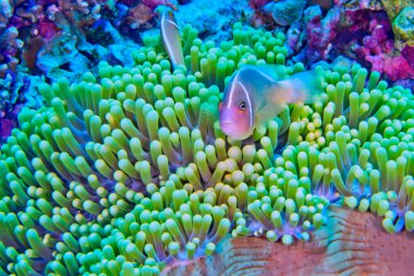 Pembe Anemonefish, Amphiprion perideraion, Muhteşem Deniz şakayığı, Ritteri anemonu, Heteractis magnifica, Bunaken Ulusal Deniz Parkı, Bunaken, Kuzey Sulawesi, Endonezya, Asya
