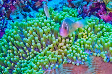 Pink Anemonefish, Amphiprion perideraion, Magnificent Sea anemone, Ritteri anemone, Heteractis magnifica, Bunaken National Marine Park, Bunaken, North Sulawesi, Indonesia, Asia clipart