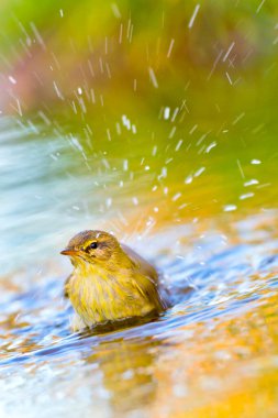 Willow Warbler, Phylloscopus trochilus, Forest Pond, Akdeniz Ormanı, Kastilya ve Leon, İspanya, Avrupa
