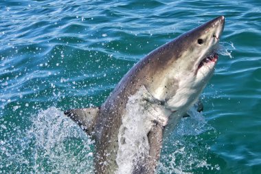 Büyük Beyaz Köpekbalığı, Carcharodon Carcharias, Gansbaai, Batı Burnu, Güney Afrika, Afrika