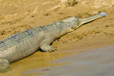 Gharial, Gavial, Gavialis gangeticus, Balık Yiyen Timsah, Bataklık, Kraliyet Bardia Ulusal Parkı,