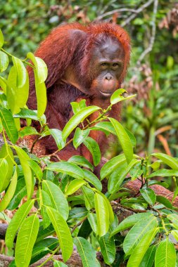 Orangutan, Pongo pigmaeus, Tanjung Puting Ulusal Parkı, Borneo, Endonezya