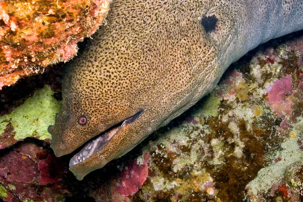 Moray Gigante Moray Eel Gymnothorax Javanicus Coral Reef Mar Rojo — Foto de Stock