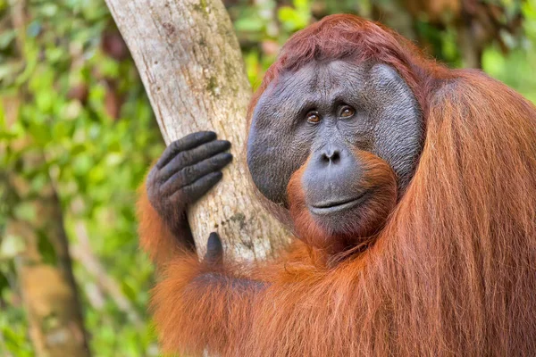 Orang Utan Pongo Pygmaeus Tanjung Puting Nationalpark Borneo Indonesien — Stockfoto