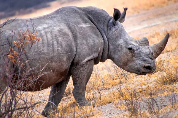 Rhinocéros Blanc Ceratotherium Simum Rhinocéros Lèvres Carrées Sanctuaire Khama Rhino — Photo