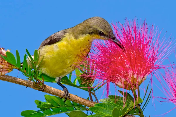 Mor Güneş Kuşu, Cinnyris Asiaticus, Riverine Ormanı, Kraliyet Bardia Ulusal Parkı, Bardiya Ulusal Parkı, Nepal, Asi