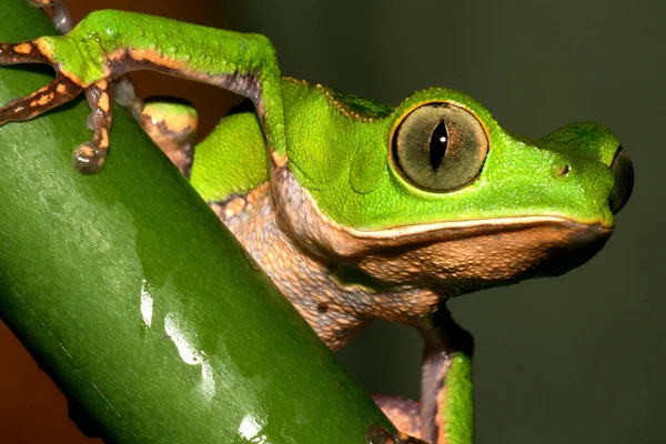 Tropical Green Frog Tropical Rainforest Napo River Basin Amazonia Ecuador — Stock Photo, Image